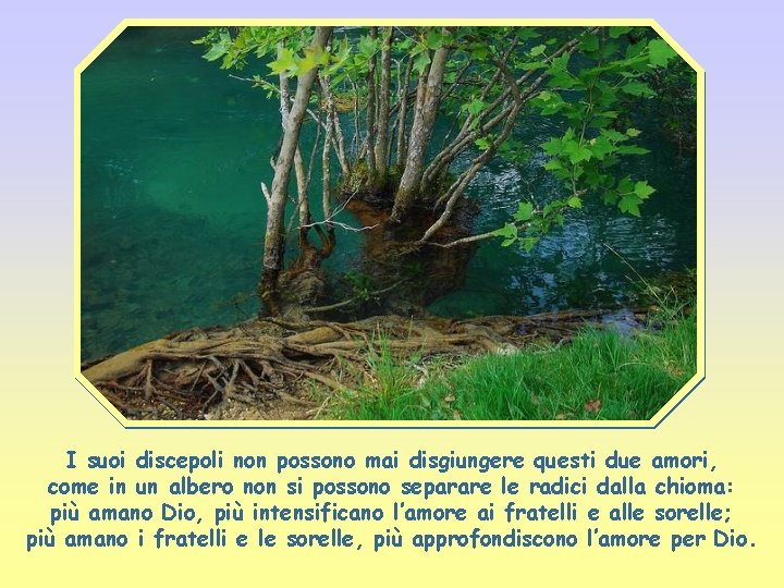 I suoi discepoli non possono mai disgiungere questi due amori, come in un albero