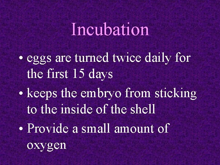 Incubation • eggs are turned twice daily for the first 15 days • keeps