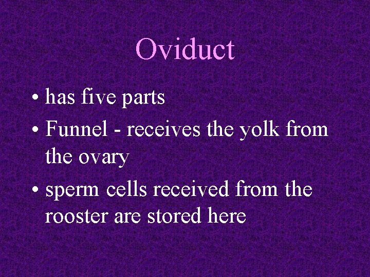 Oviduct • has five parts • Funnel - receives the yolk from the ovary