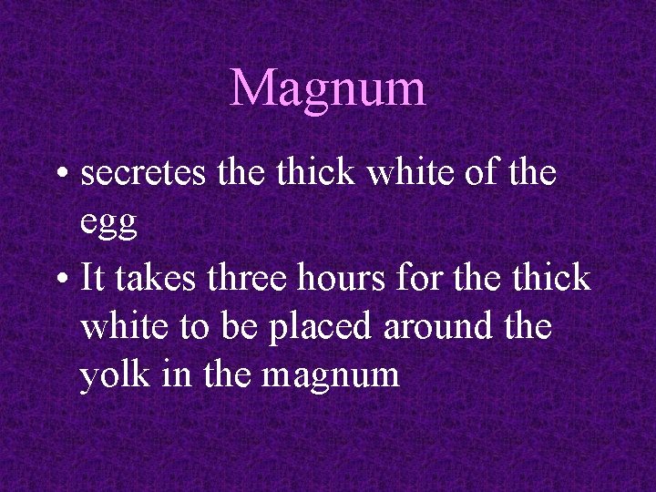 Magnum • secretes the thick white of the egg • It takes three hours