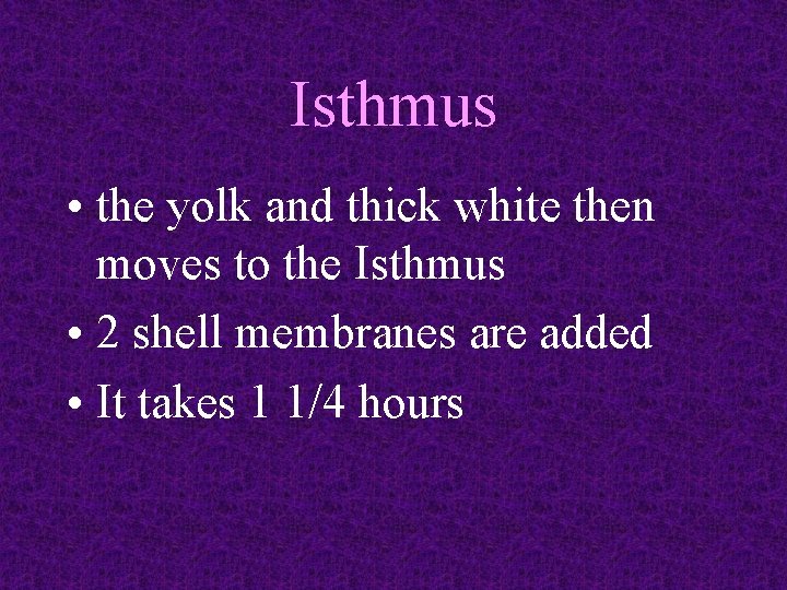 Isthmus • the yolk and thick white then moves to the Isthmus • 2