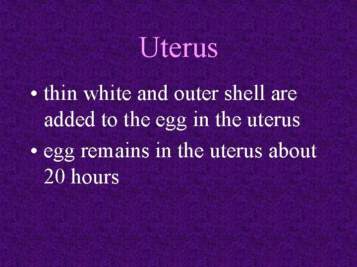 Uterus • thin white and outer shell are added to the egg in the