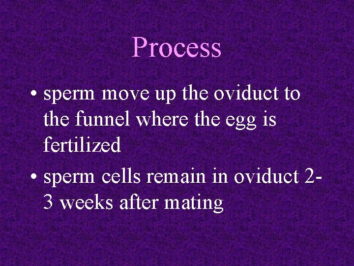 Process • sperm move up the oviduct to the funnel where the egg is