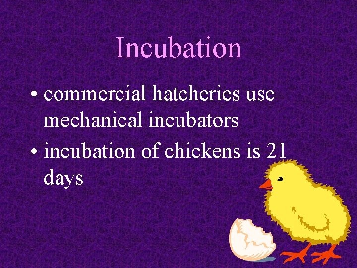 Incubation • commercial hatcheries use mechanical incubators • incubation of chickens is 21 days