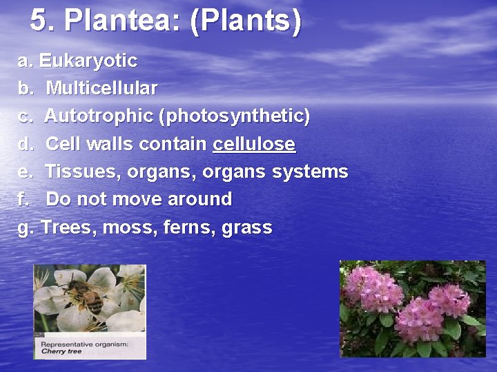 5. Plantea: (Plants) a. Eukaryotic b. Multicellular c. Autotrophic (photosynthetic) d. Cell walls contain