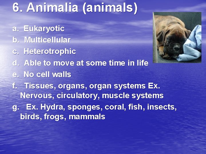 6. Animalia (animals) a. b. c. d. e. f. Eukaryotic Multicellular Heterotrophic Able to