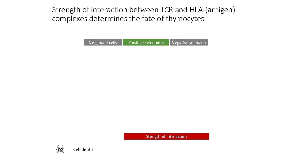 Strength of interaction between TCR and HLA-(antigen) complexes determines the fate of thymocytes Neglected