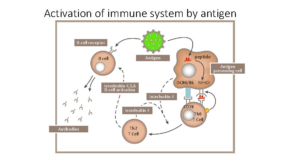 Activation of immune system by antigen B-cell receptor peptide Antigen B cell Antigen presenting