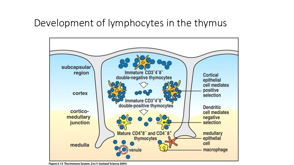 Development of lymphocytes in the thymus 