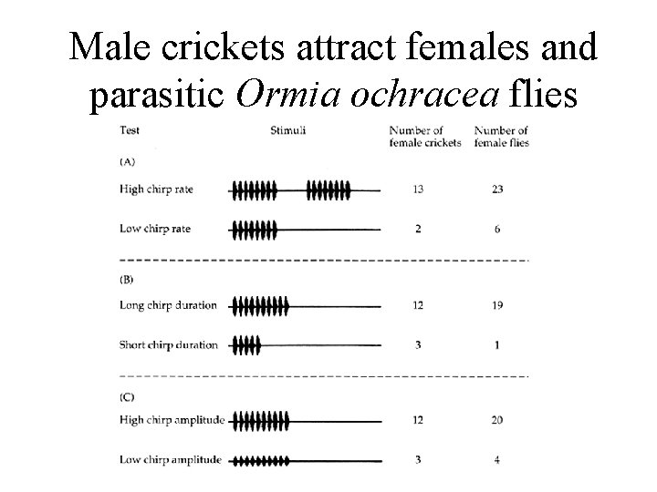 Male crickets attract females and parasitic Ormia ochracea flies 