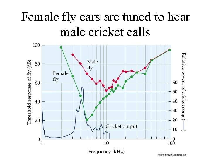 Female fly ears are tuned to hear male cricket calls 