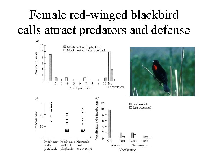 Female red-winged blackbird calls attract predators and defense 
