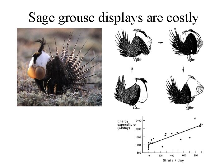 Sage grouse displays are costly 
