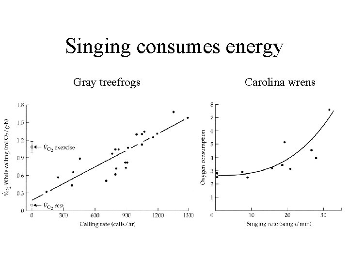 Singing consumes energy Gray treefrogs Carolina wrens 