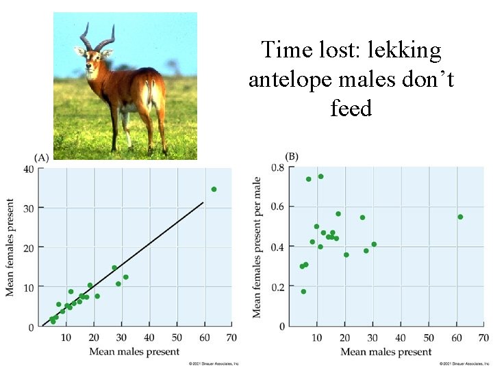 Time lost: lekking antelope males don’t feed 