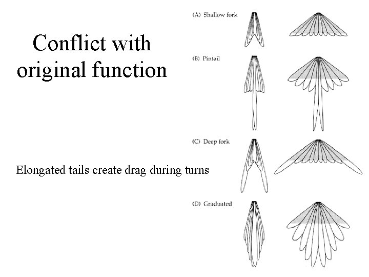 Conflict with original function Elongated tails create drag during turns 