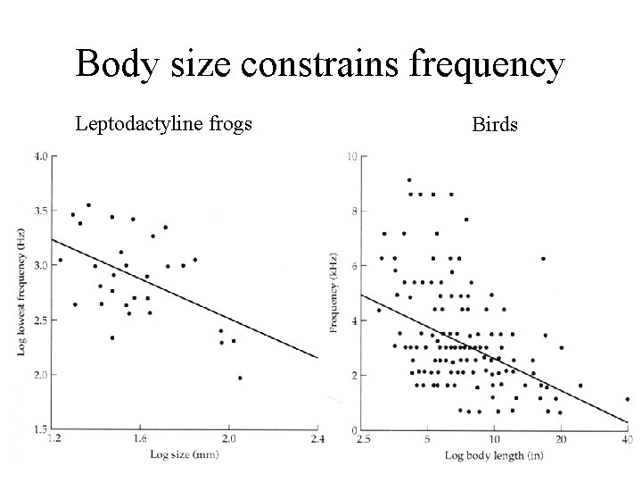 Body size constrains frequency Leptodactyline frogs Birds 