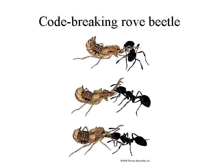 Code-breaking rove beetle 