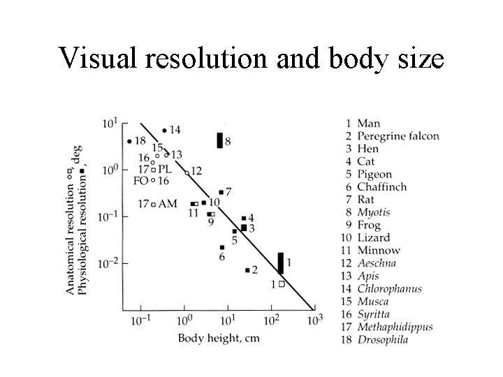 Visual resolution and body size 
