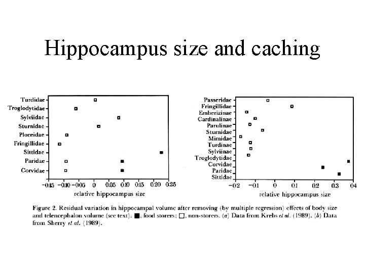 Hippocampus size and caching 