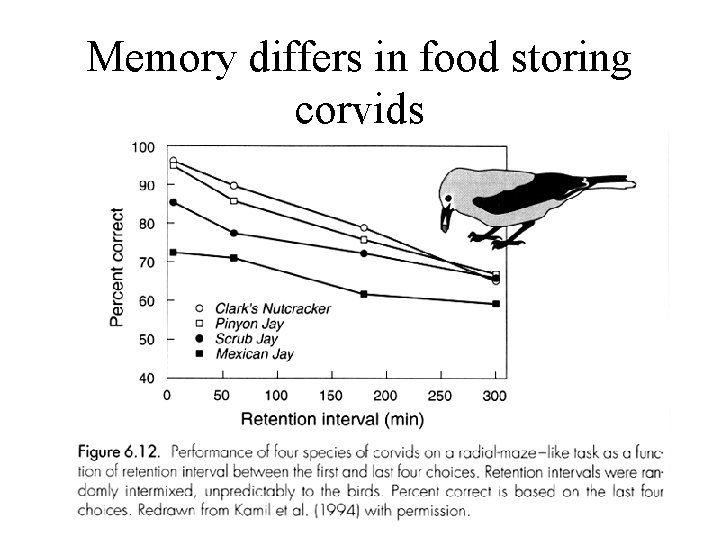Memory differs in food storing corvids 