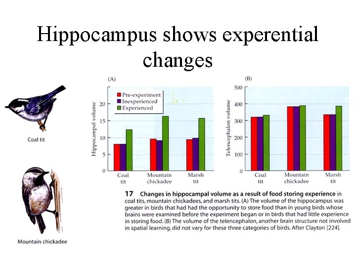 Hippocampus shows experential changes 