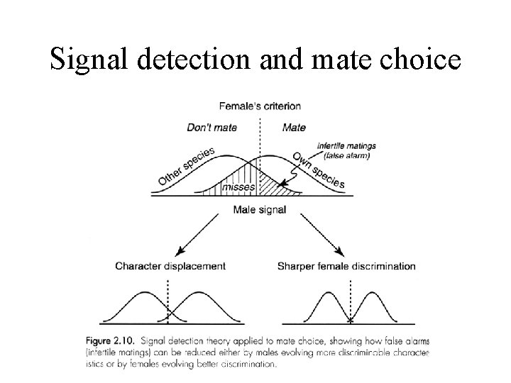 Signal detection and mate choice 