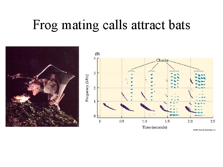 Frog mating calls attract bats 