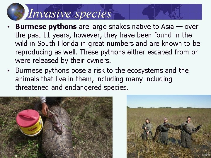 Invasive species • Burmese pythons are large snakes native to Asia — over the