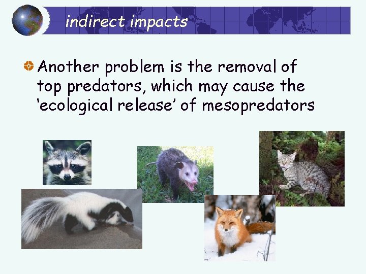 indirect impacts Another problem is the removal of top predators, which may cause the