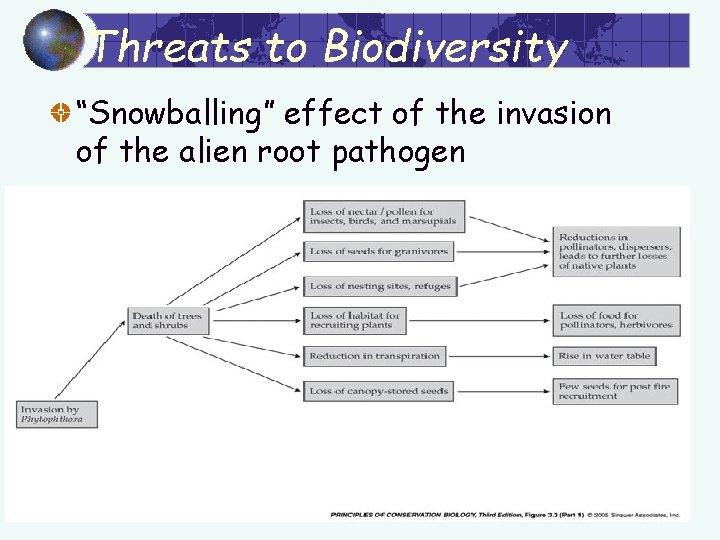 Threats to Biodiversity “Snowballing” effect of the invasion of the alien root pathogen 