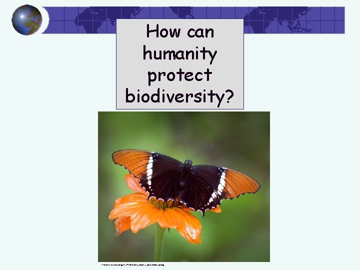 How can humanity protect biodiversity? http: //en. wikipedia. org/wiki/File: Siproeta_epaphus_Galawebdesign. jpg 