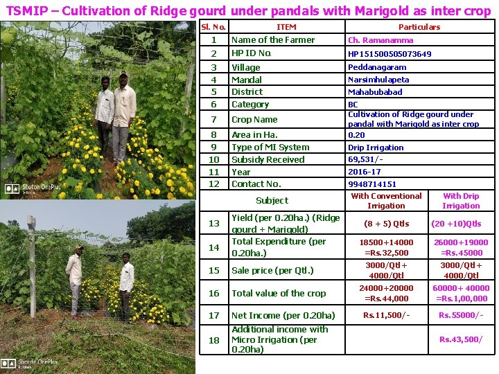 TSMIP – Cultivation of Ridge gourd under pandals with Marigold as inter crop Sl.