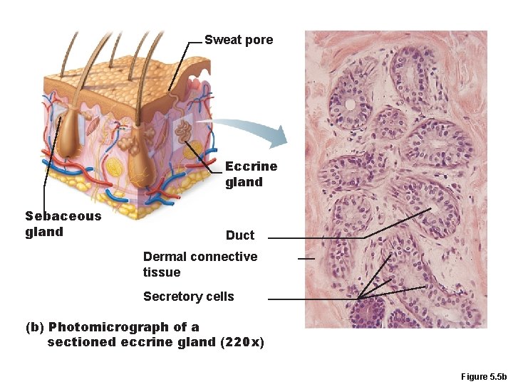 Sweat pore Eccrine gland Sebaceous gland Duct Dermal connective tissue Secretory cells (b) Photomicrograph