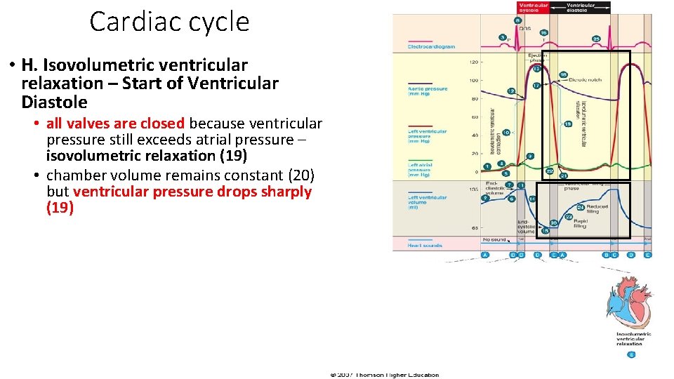 Cardiac cycle • H. Isovolumetric ventricular relaxation – Start of Ventricular Diastole • all