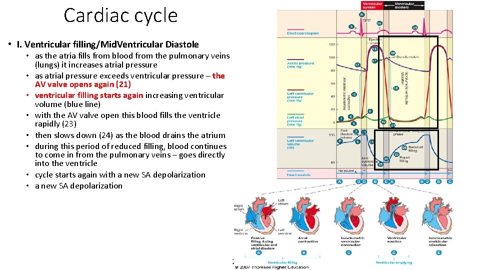 Cardiac cycle • I. Ventricular filling/Mid. Ventricular Diastole • as the atria fills from
