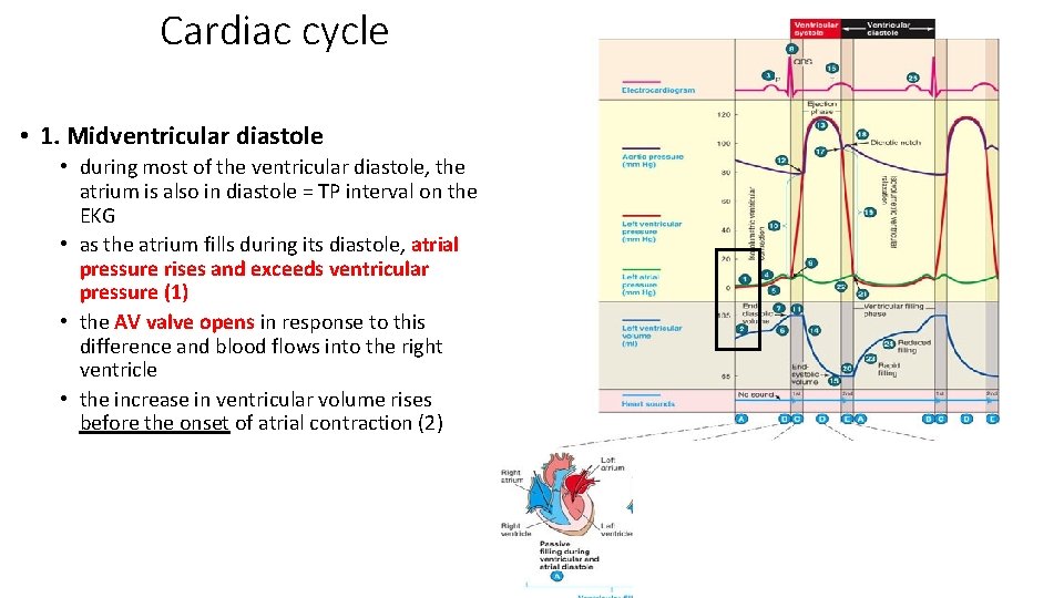 Cardiac cycle • 1. Midventricular diastole • during most of the ventricular diastole, the