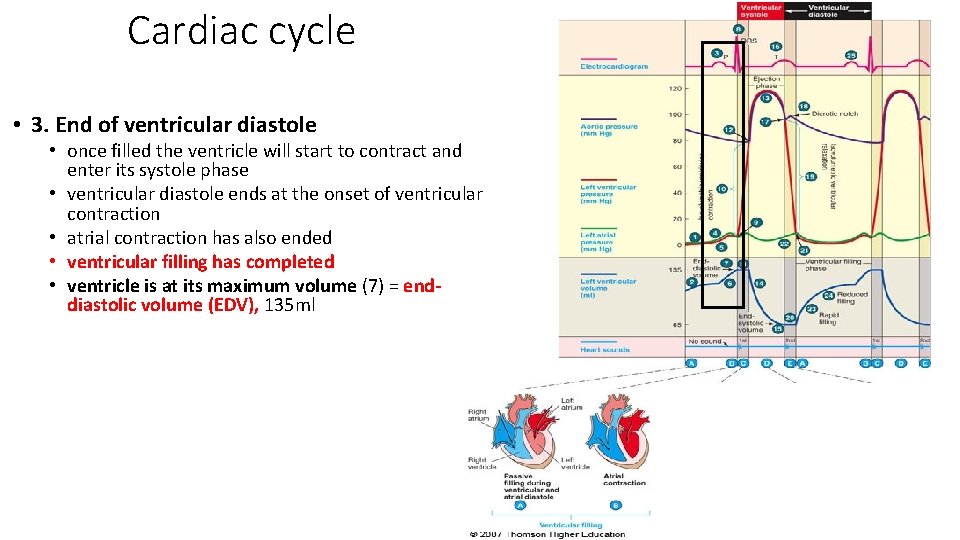 Cardiac cycle • 3. End of ventricular diastole • once filled the ventricle will