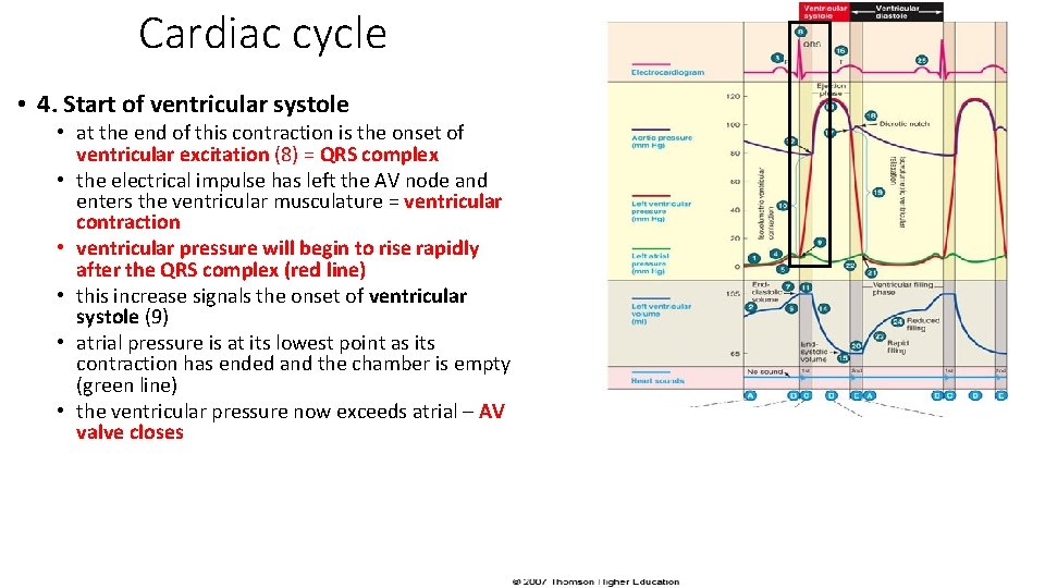 Cardiac cycle • 4. Start of ventricular systole • at the end of this