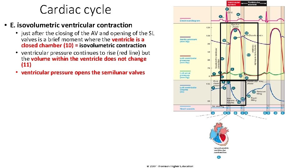Cardiac cycle • E. isovolumetric ventricular contraction • just after the closing of the