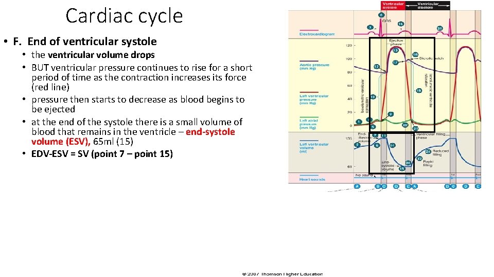 Cardiac cycle • F. End of ventricular systole • the ventricular volume drops •