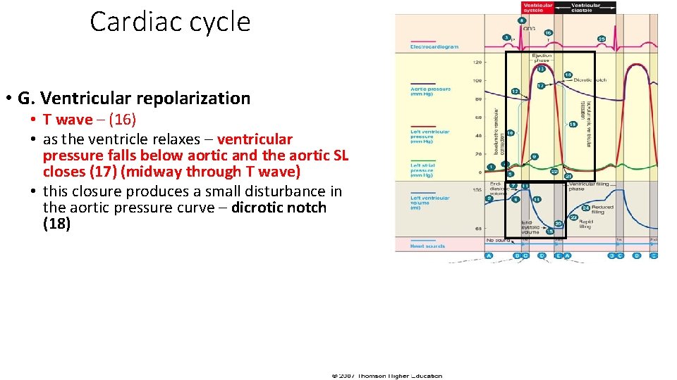 Cardiac cycle • G. Ventricular repolarization • T wave – (16) • as the
