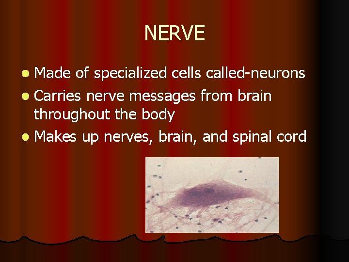 NERVE l Made of specialized cells called-neurons l Carries nerve messages from brain throughout