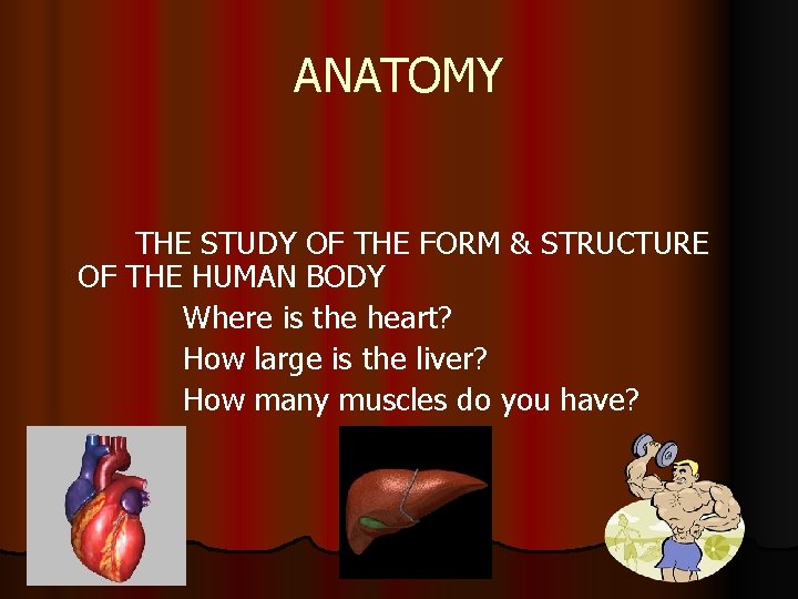 ANATOMY THE STUDY OF THE FORM & STRUCTURE OF THE HUMAN BODY Where is