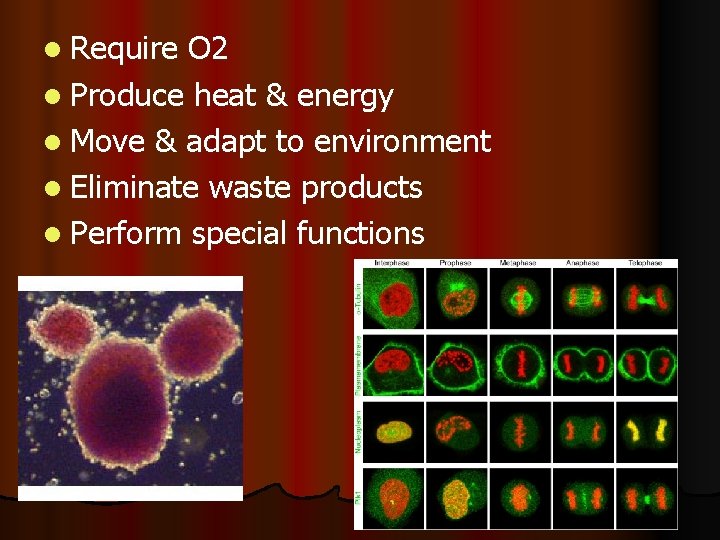 l Require O 2 l Produce heat & energy l Move & adapt to