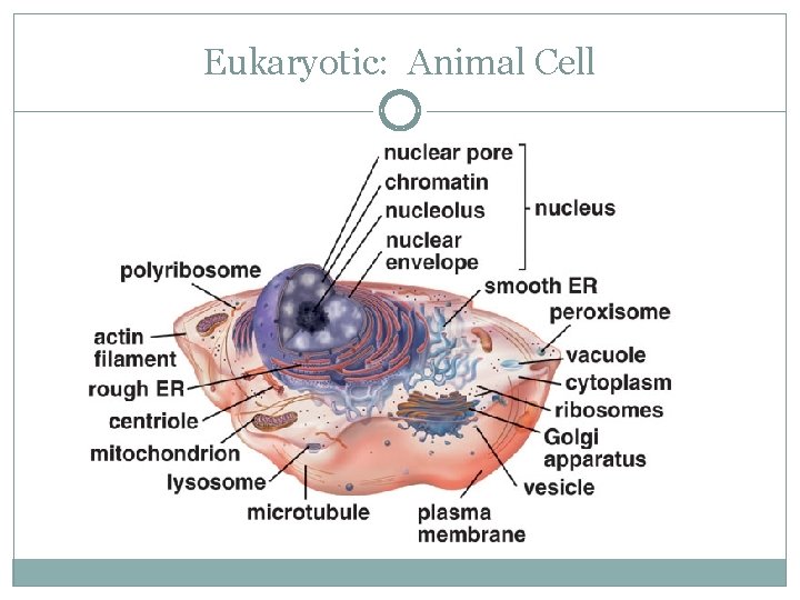 Eukaryotic: Animal Cell 