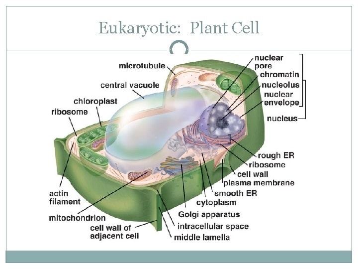 Eukaryotic: Plant Cell 