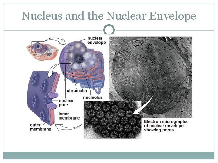 Nucleus and the Nuclear Envelope 