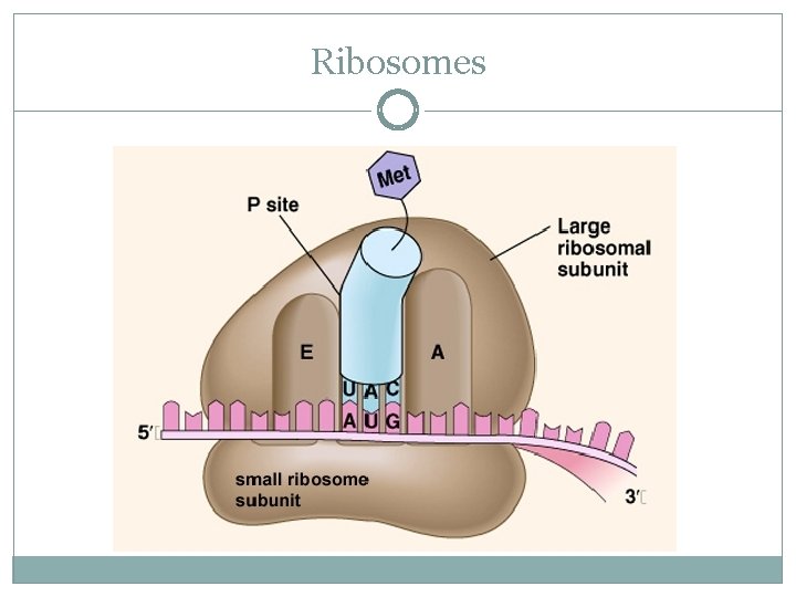 Ribosomes 