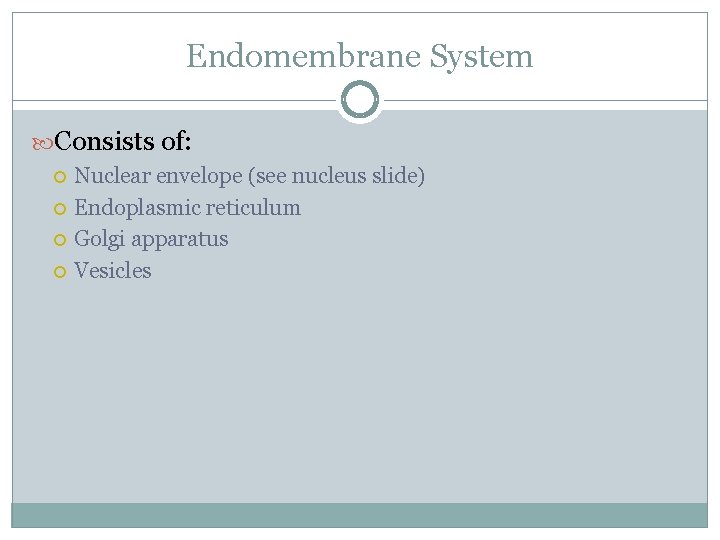 Endomembrane System Consists of: Nuclear envelope (see nucleus slide) Endoplasmic reticulum Golgi apparatus Vesicles